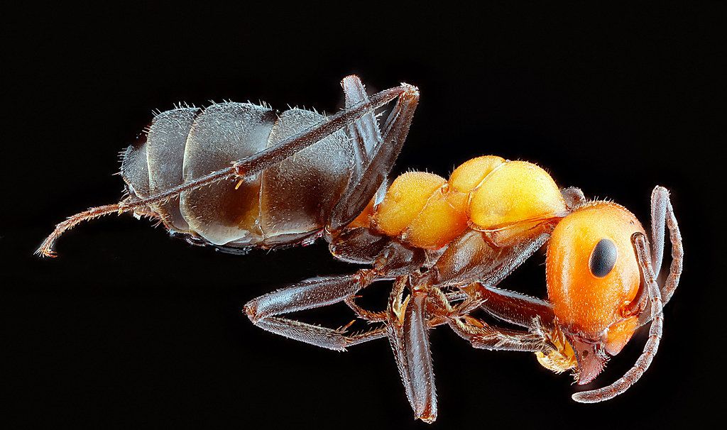 Ant Control service in Rochester Hills, MI