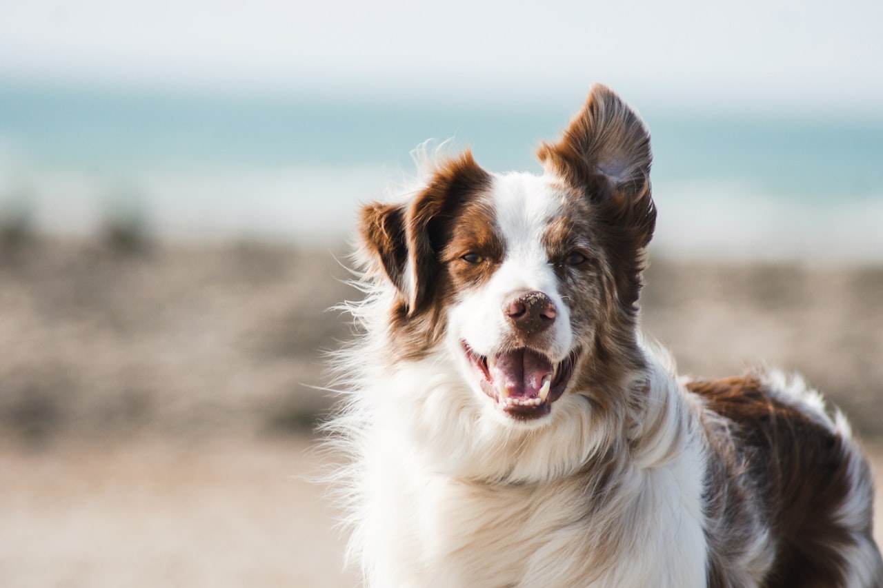 Flea & Tick Control service in Rochester Hills, MI