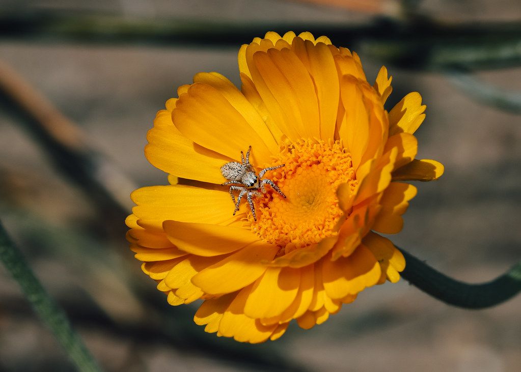 Spider Control service in Rochester Hills, MI